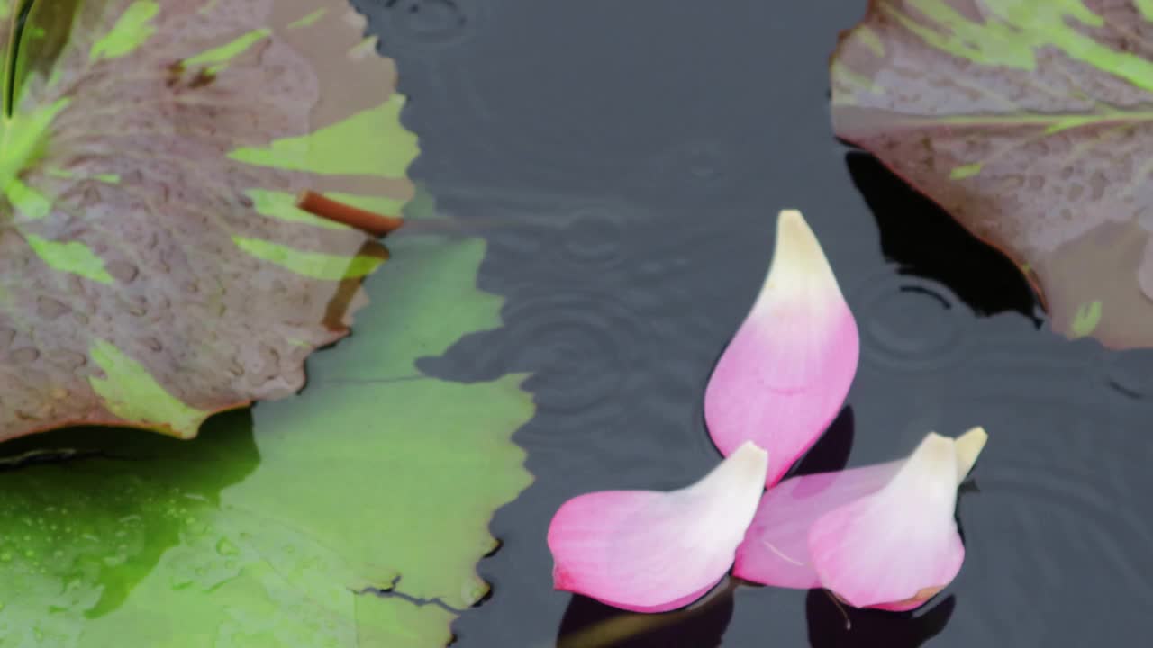 下雨天，四片荷叶浮在水面上。视频素材