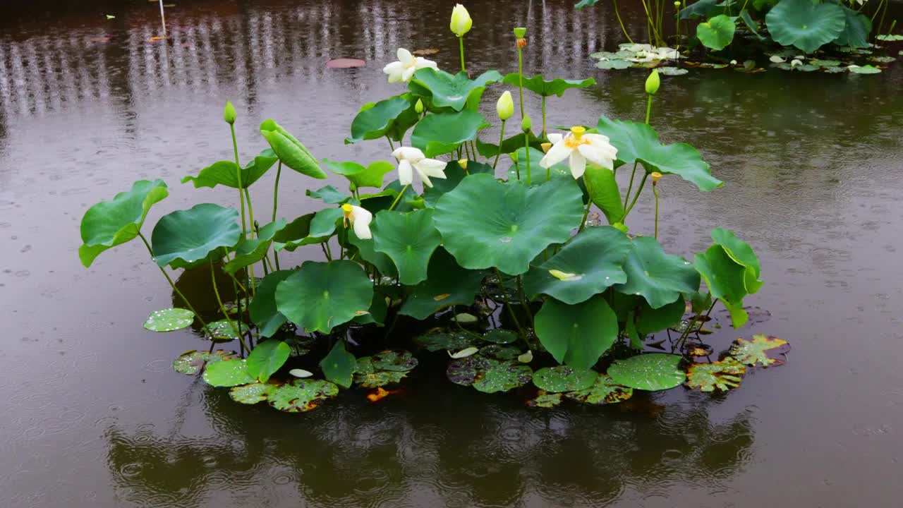 雨滴落在满是荷花的池塘上，激起涟漪。视频素材