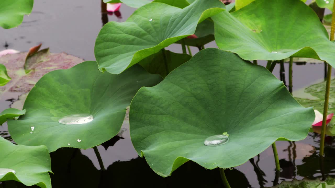 在一个雨天，雨滴聚集在一片宽阔的绿色荷叶上。雨水像水滴一样聚集在荷叶上。视频素材