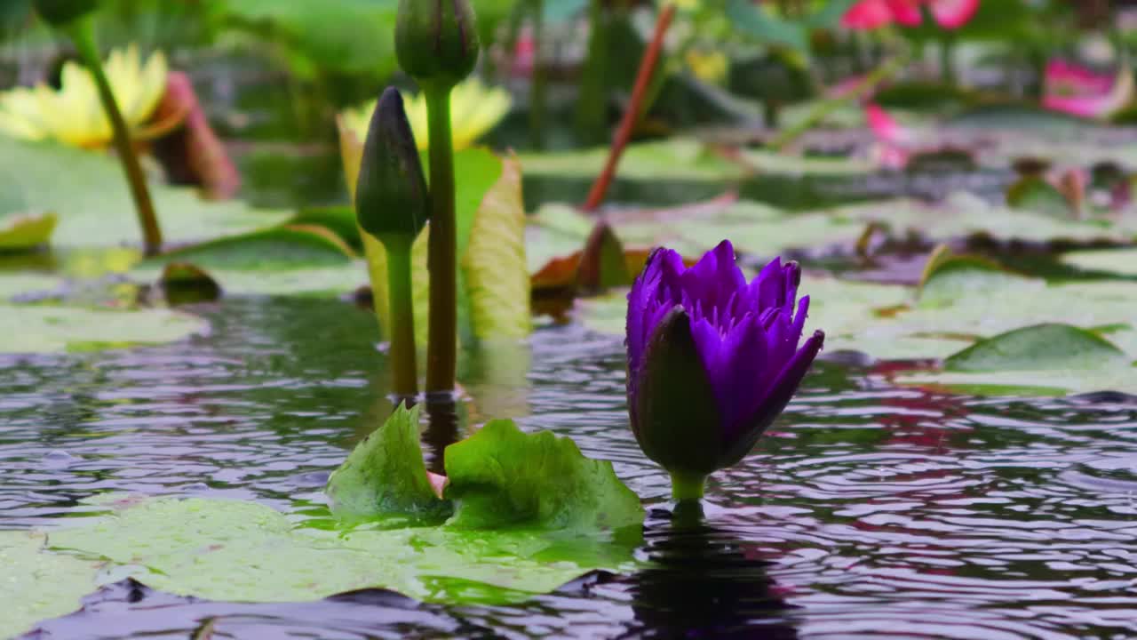 雨滴落在盛开的紫色莲花上。雨滴落在水面上产生气泡。视频素材