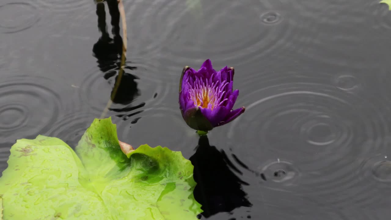 紫莲花带黄手术。雨滴落在水面上，小鱼在水里游泳。视频素材