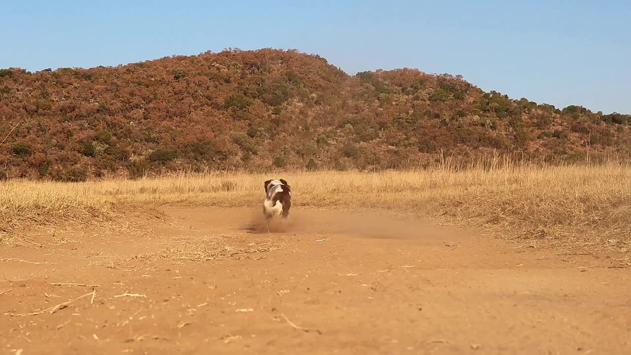 史宾格猎犬在农场路上欢快地捡起棍子，慢动作，充满了顽皮的活力视频素材