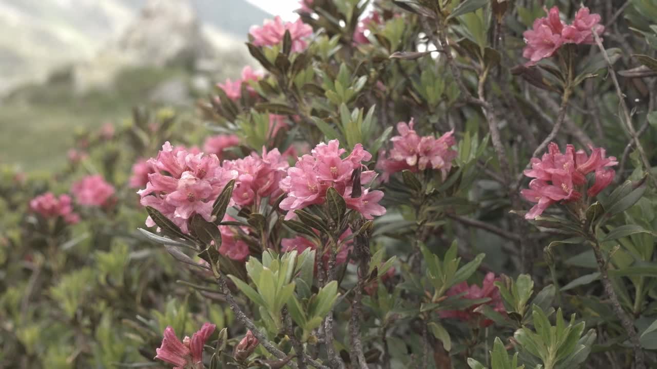 杜鹃花被风吹动视频下载