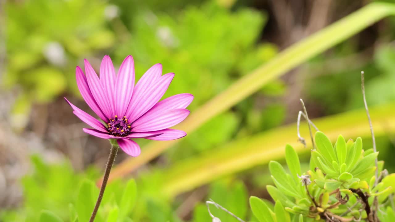 粉红色的花在微风中摇曳视频素材