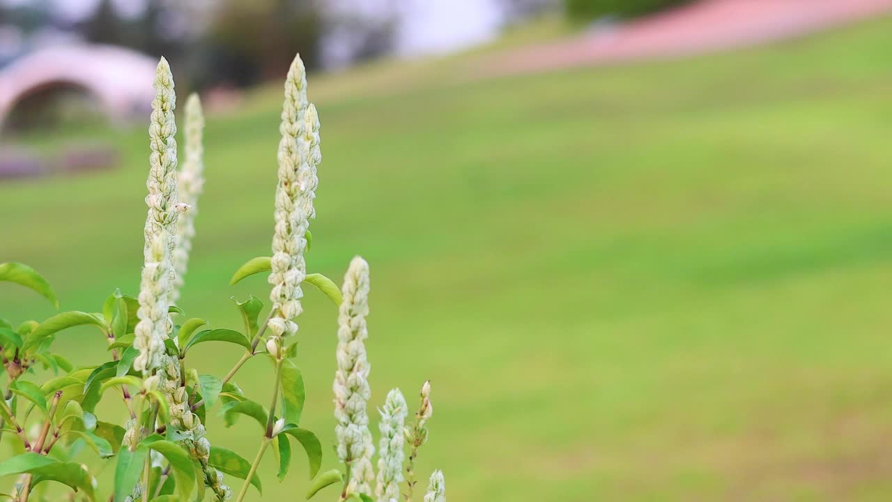 考艾花园的开花植物视频素材