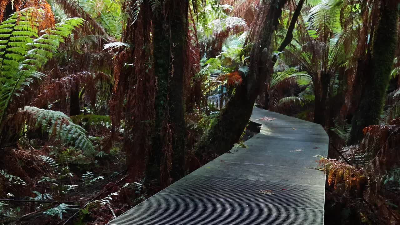 大洋路上的雨林步道视频素材