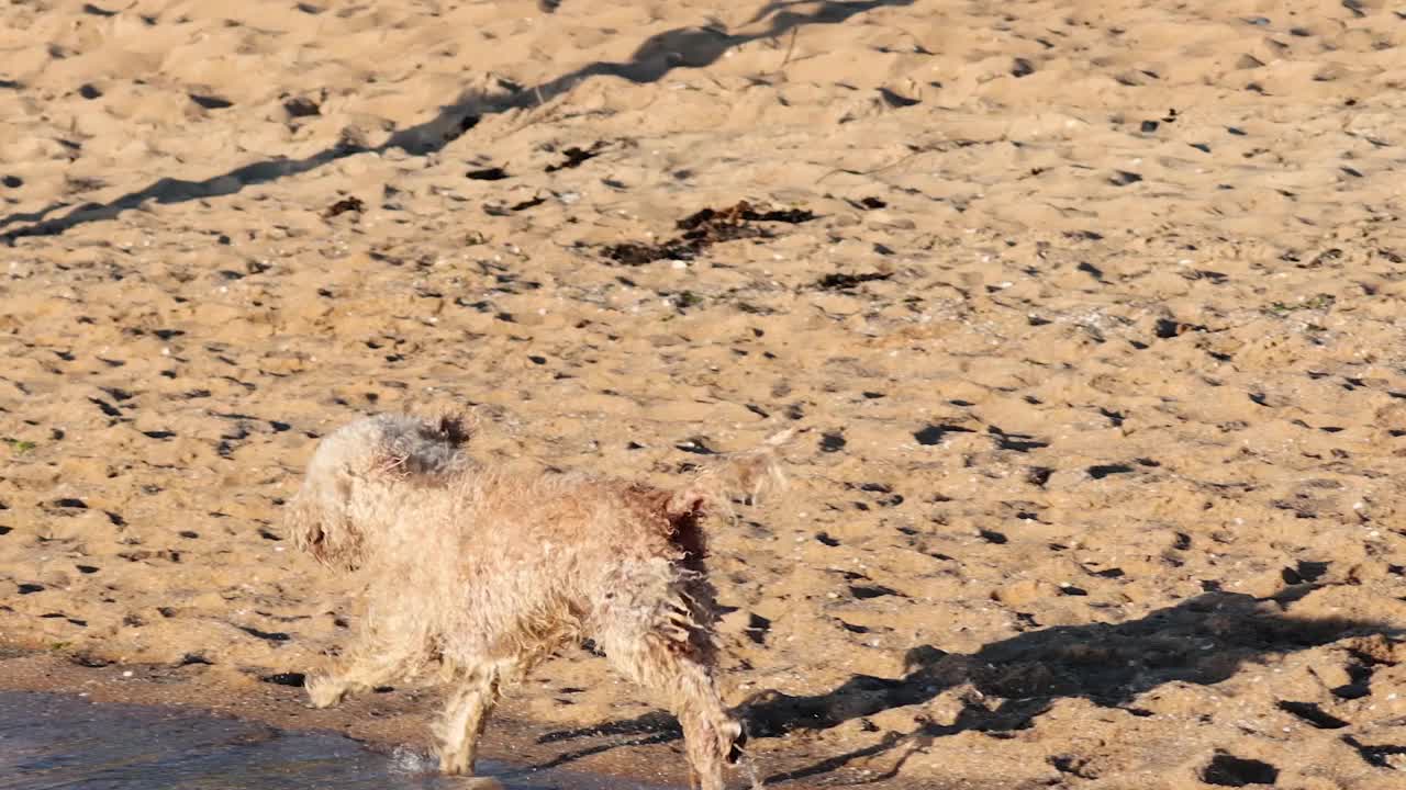 狗在海里玩视频素材