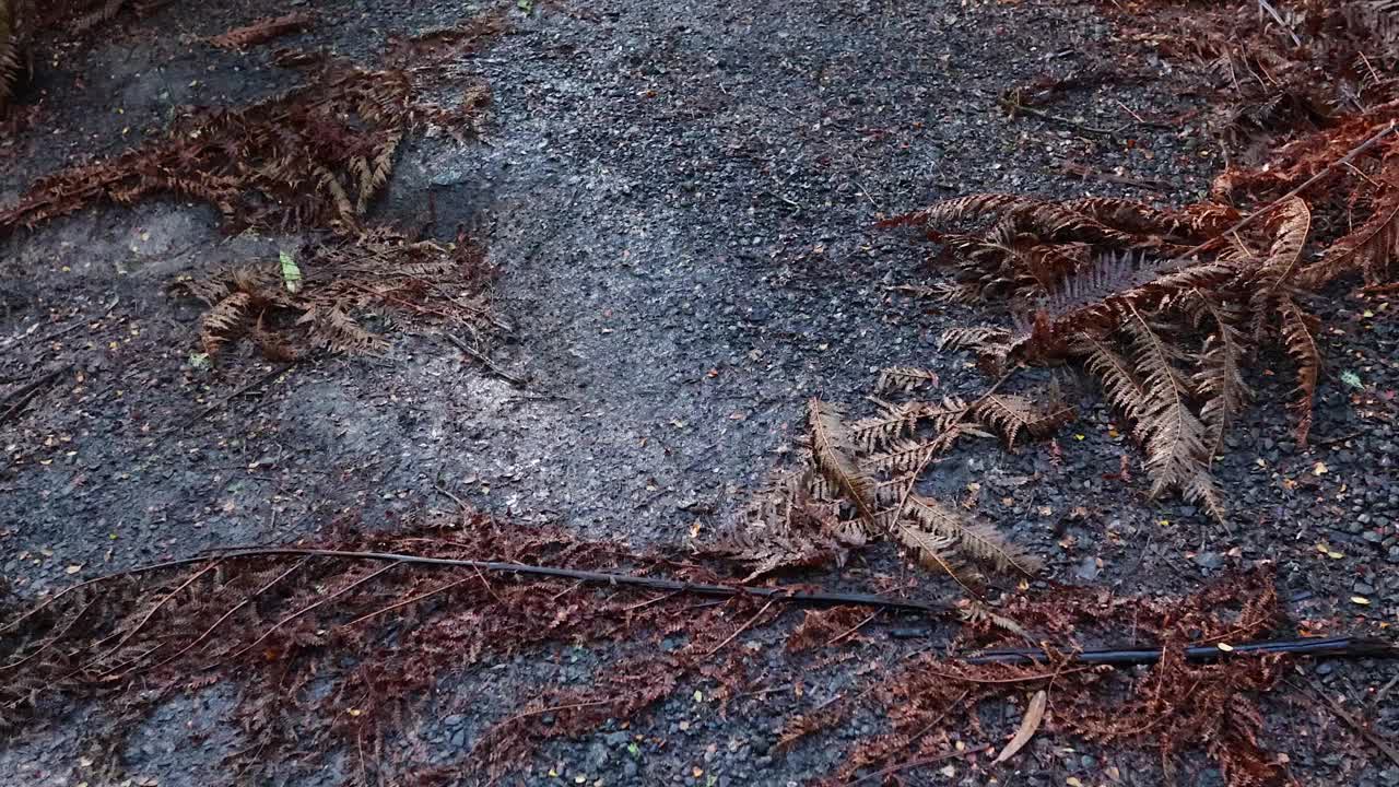 大洋路上的雨林步道视频素材