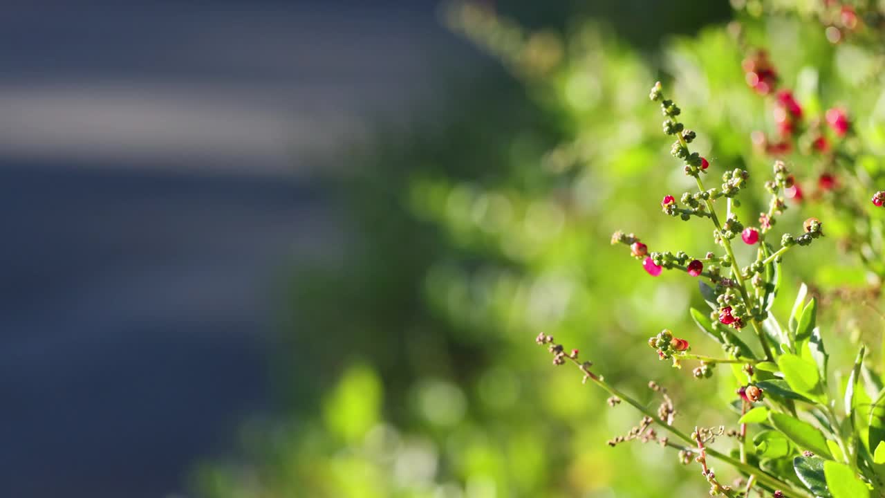 在墨尔本动物园植树视频素材