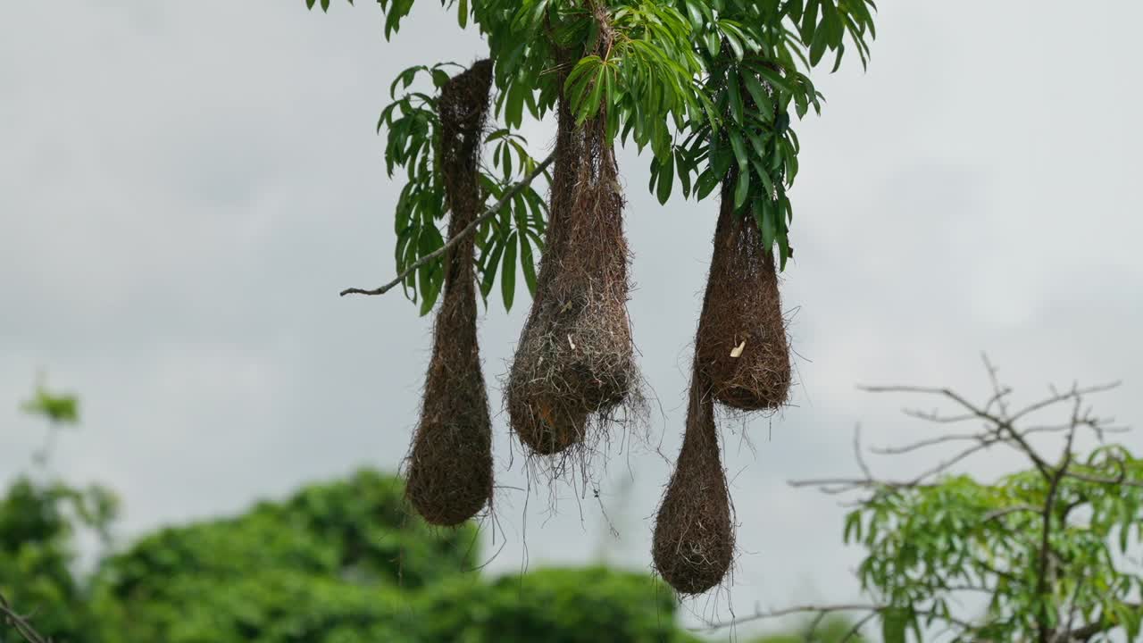 挂在树枝上的小巢。视频下载