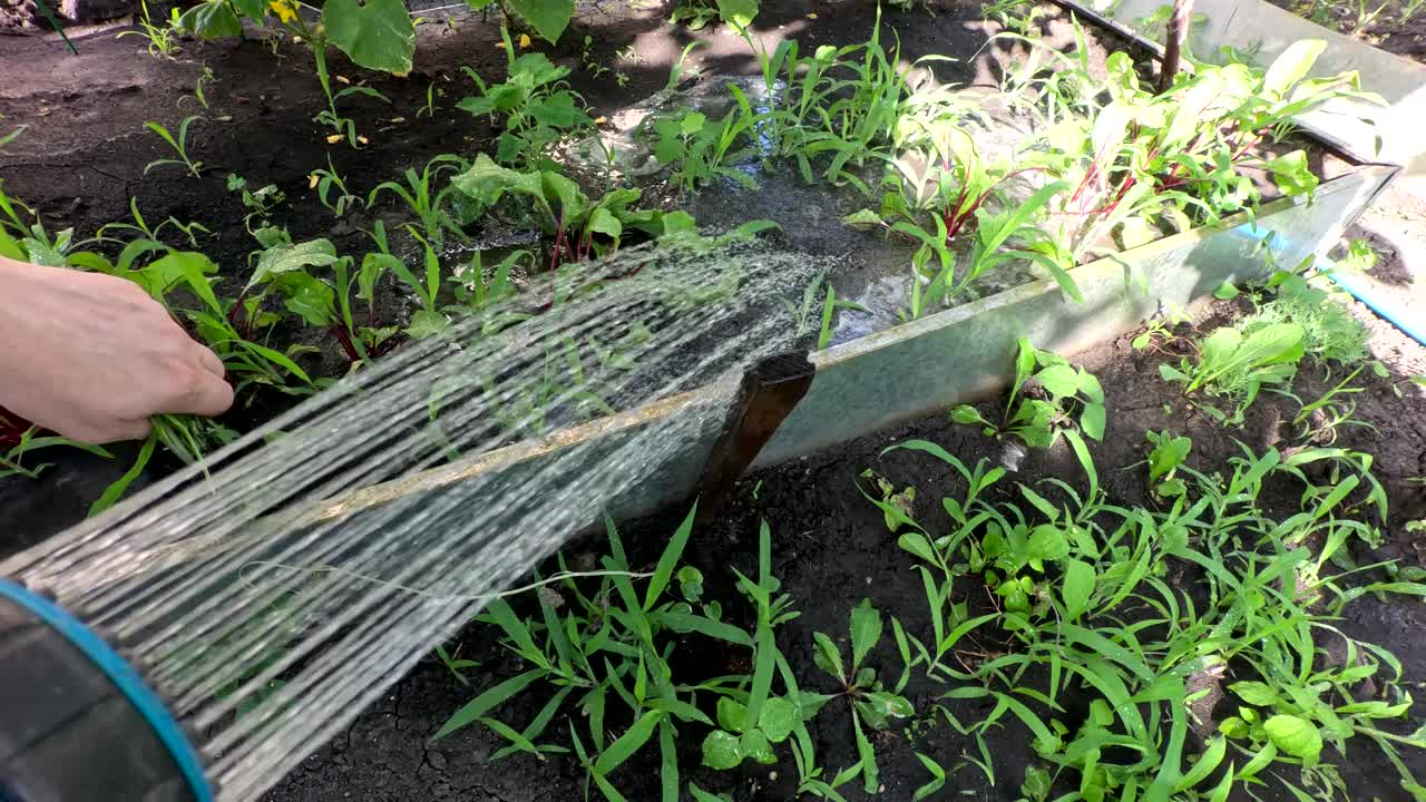 用喷枪在夏日小屋里给植物浇水视频素材