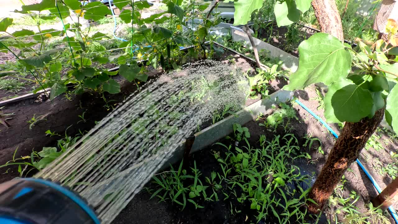 用喷枪在夏日小屋里给植物浇水视频素材