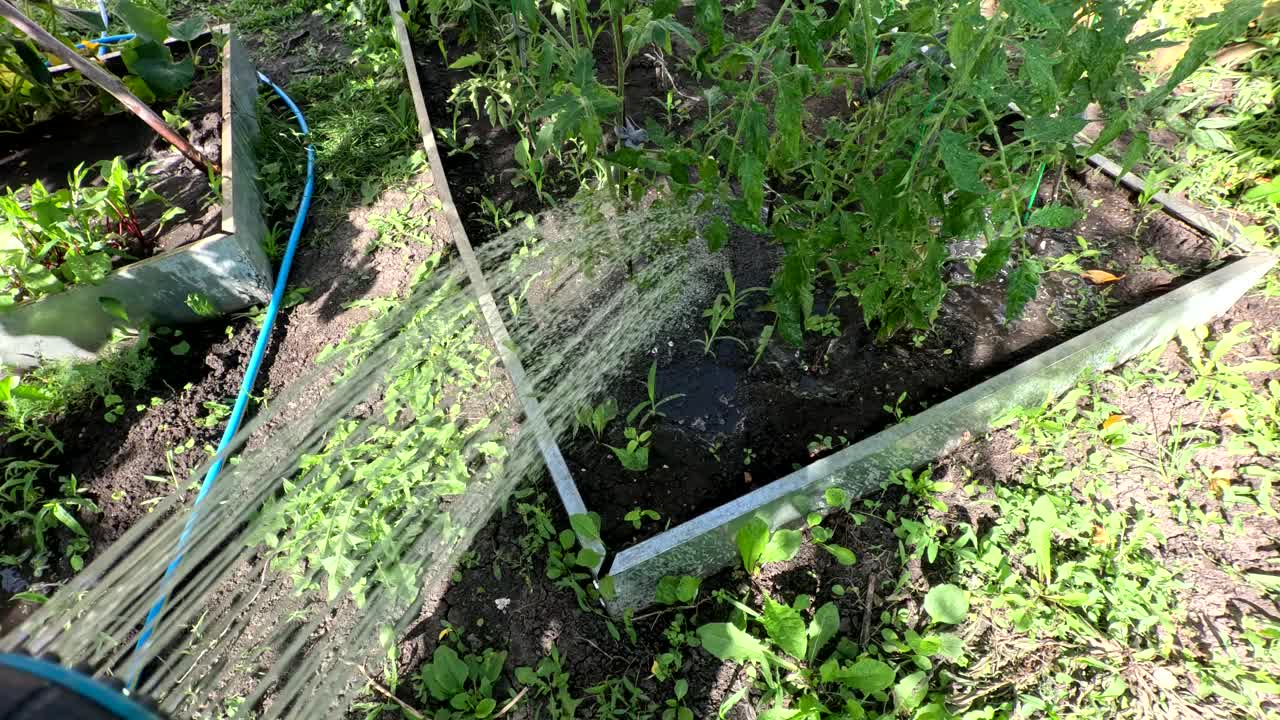 用喷枪在夏日小屋里给植物浇水视频素材