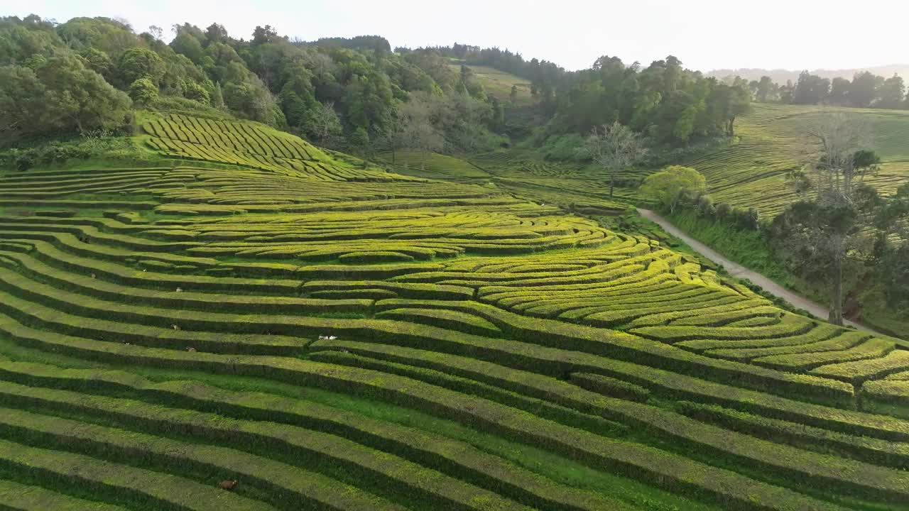 全景空中景观在绿茶田梯田，天际线，亚速尔群岛，葡萄牙视频素材