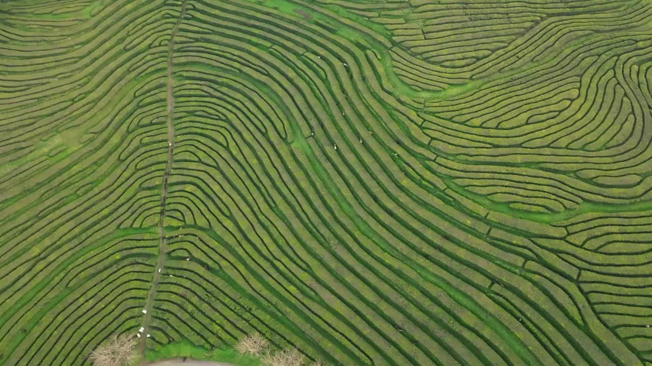 茶园，戈尔里亚纳田野的绿色梯田，无人驾驶飞机飞到圣米格尔亚速尔群岛视频素材