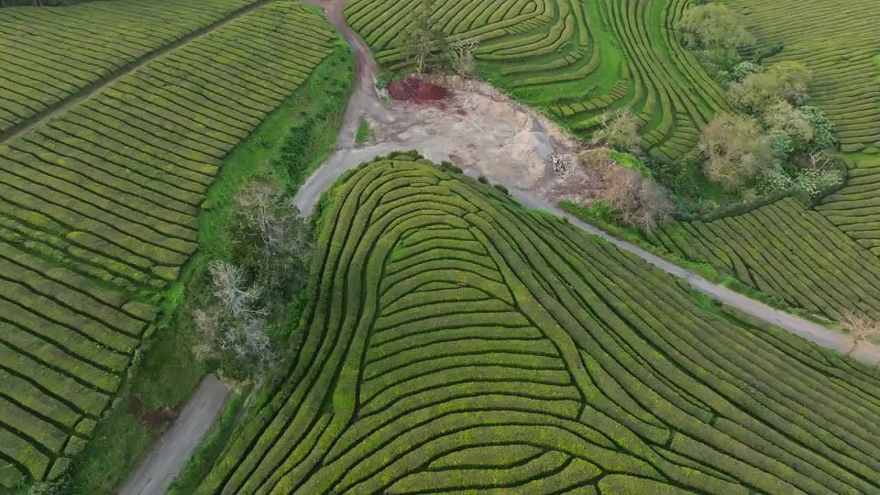 空中无人机在葡萄牙圣米格尔亚速尔群岛的Gorreana茶园飞行视频素材