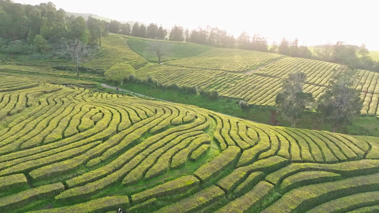 无人机在农村绿色农业景观中的绿茶种植园上空快速飞行视频素材