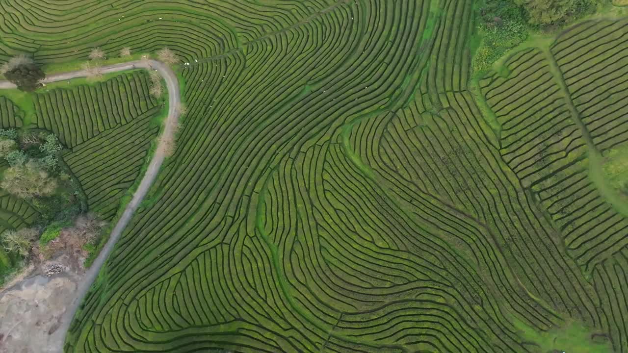 空中俯瞰绿色农业茶叶梯田在亚速尔群岛上空旋转视频素材