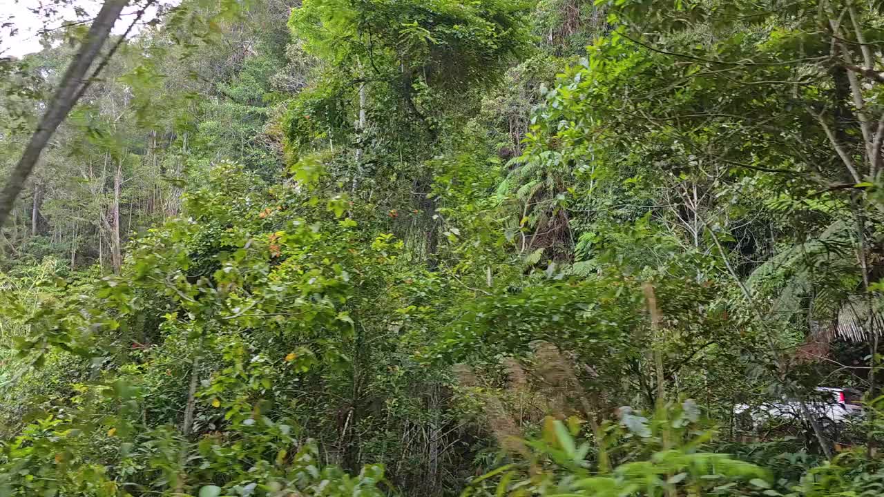 一座被树木覆盖的山，背景是多云的天空。开车穿过丛林树林。雨林路上的汽车POV视频素材