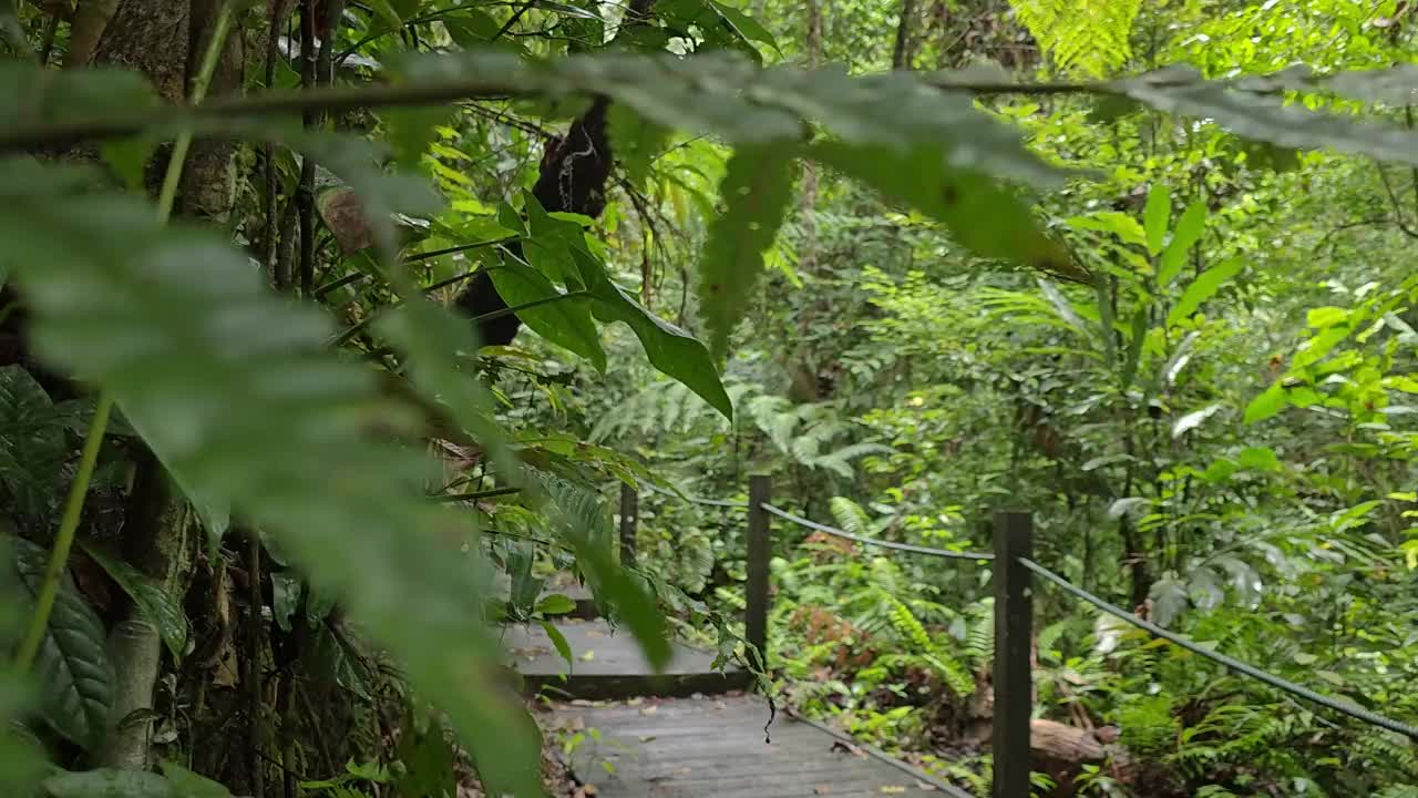 木甲板小径在郁郁葱葱的绿色森林中。穿过热带雨林的木板路。木桥在茂密的树叶中。探索丛林视频素材