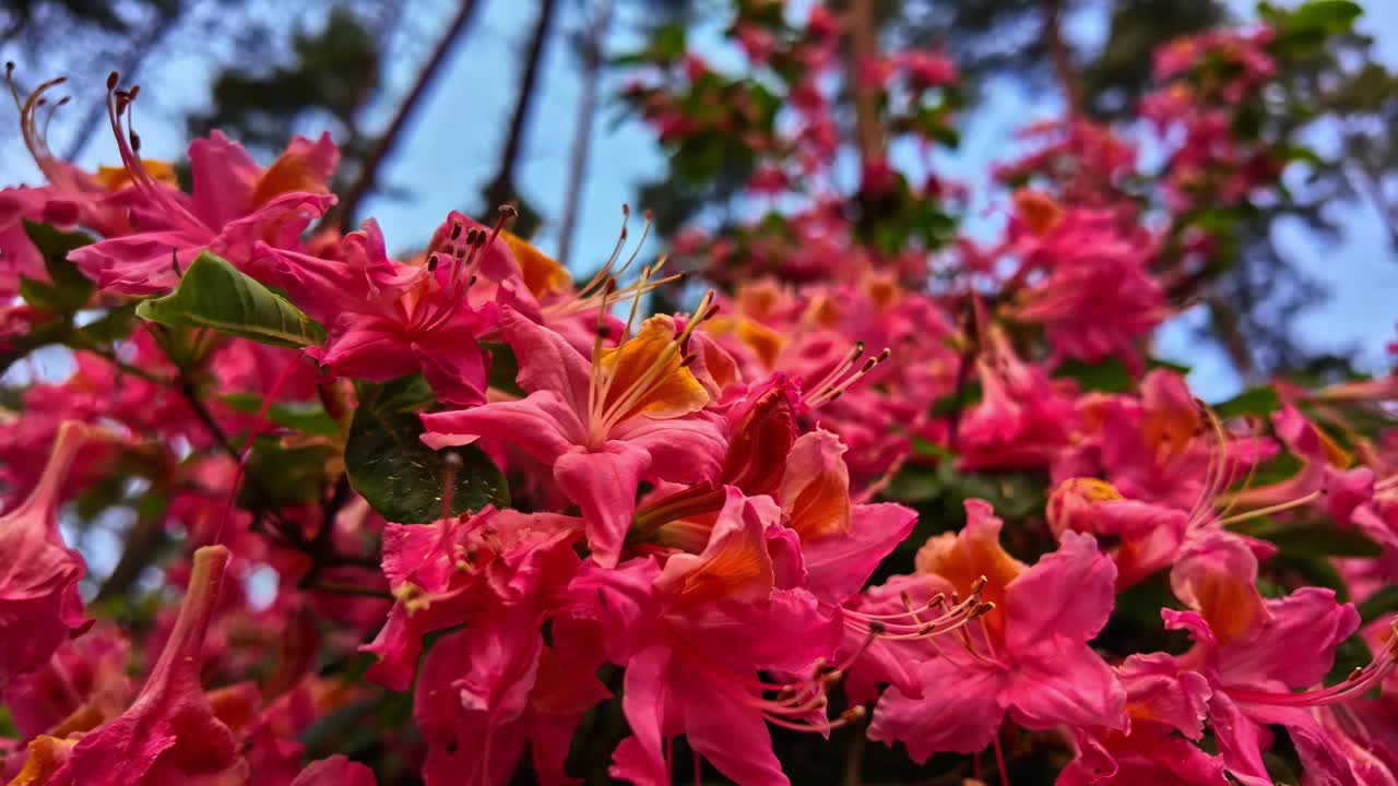 充满活力的粉红色杜鹃花盛开视频素材