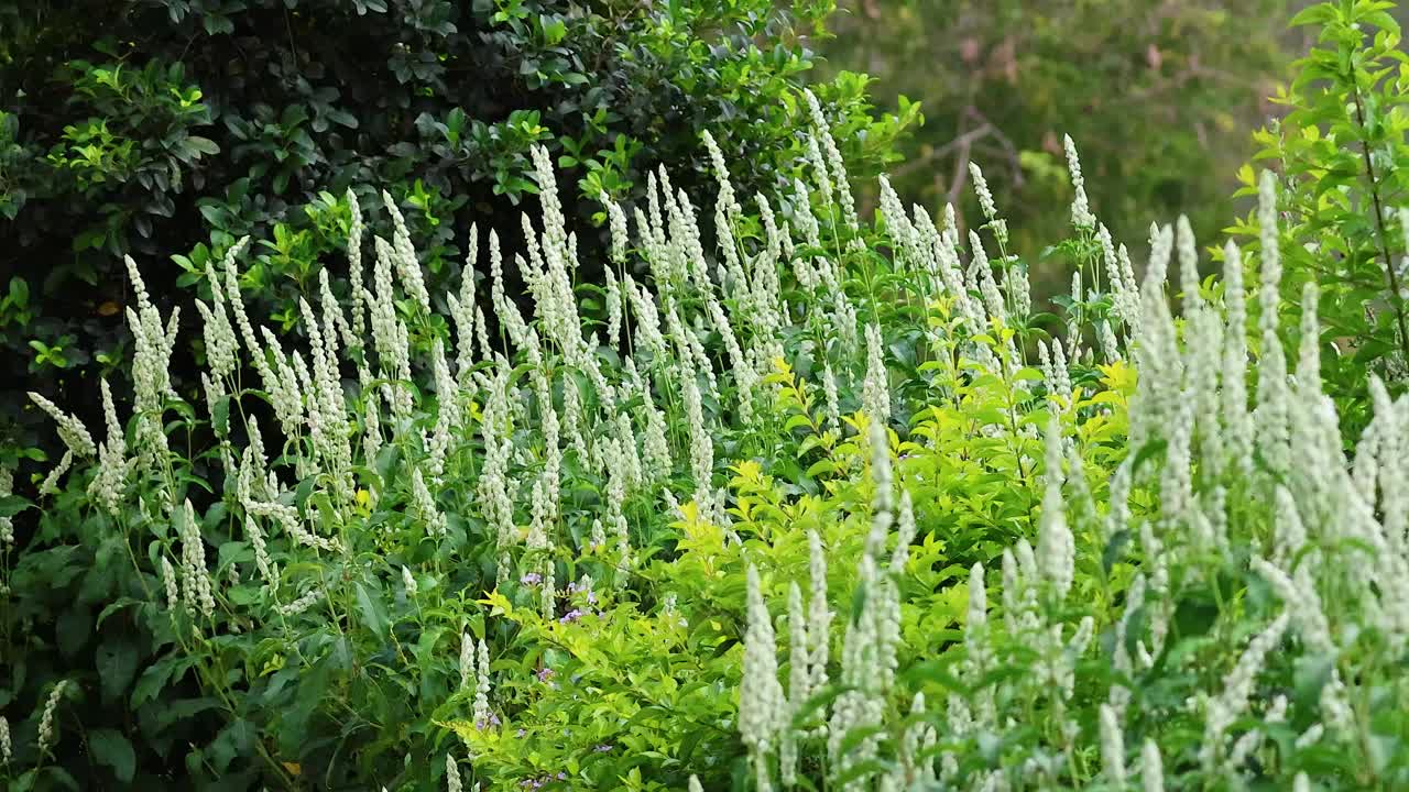 考艾的花园视频素材