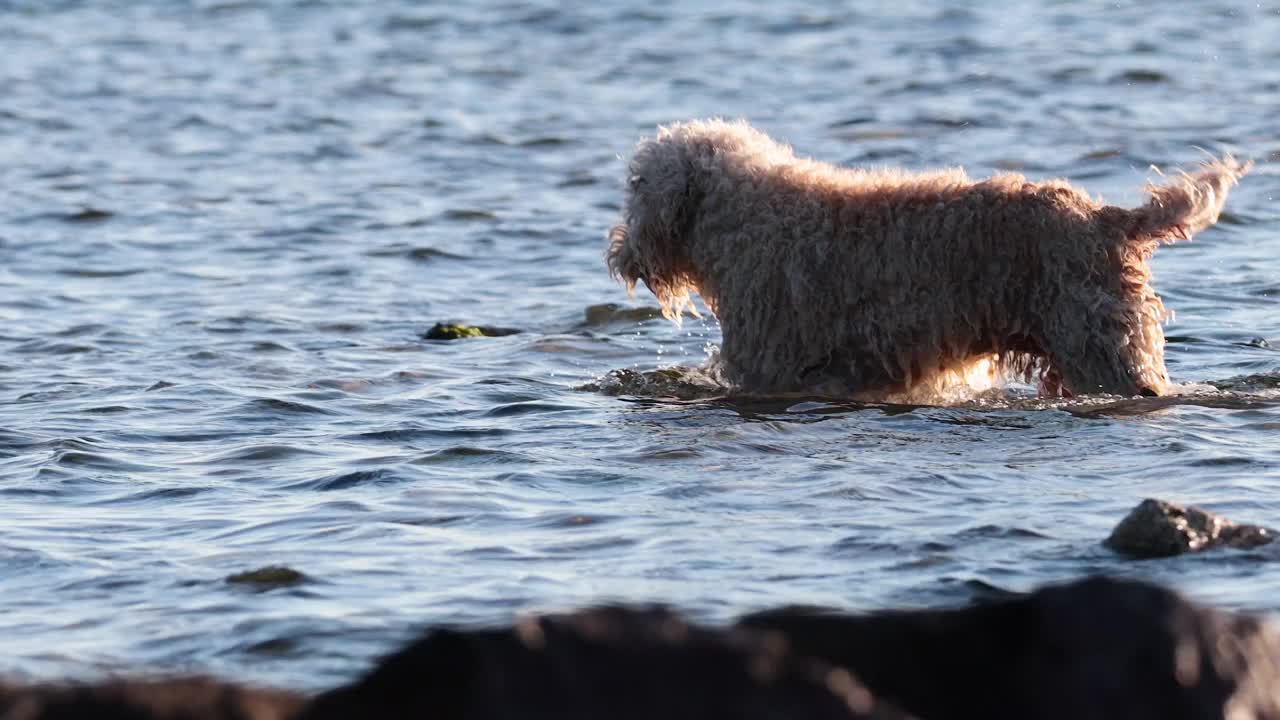 狗狗探索布莱顿海滩水域视频素材