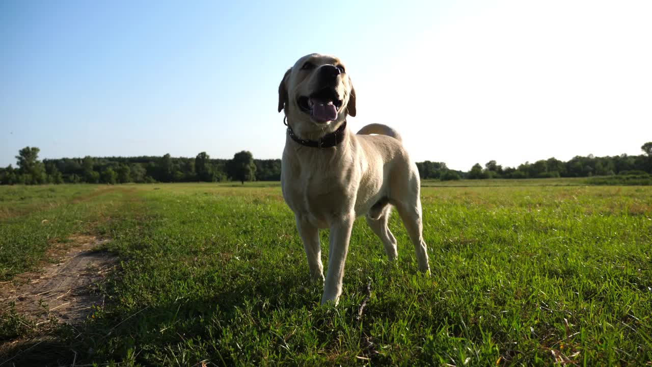 快乐的金毛猎犬站在夕阳下的草地上。可爱的拉布拉多犬在绿色的田野里伸出舌头和摇尾巴。美丽的夏季景观为背景。特写慢镜头视频素材