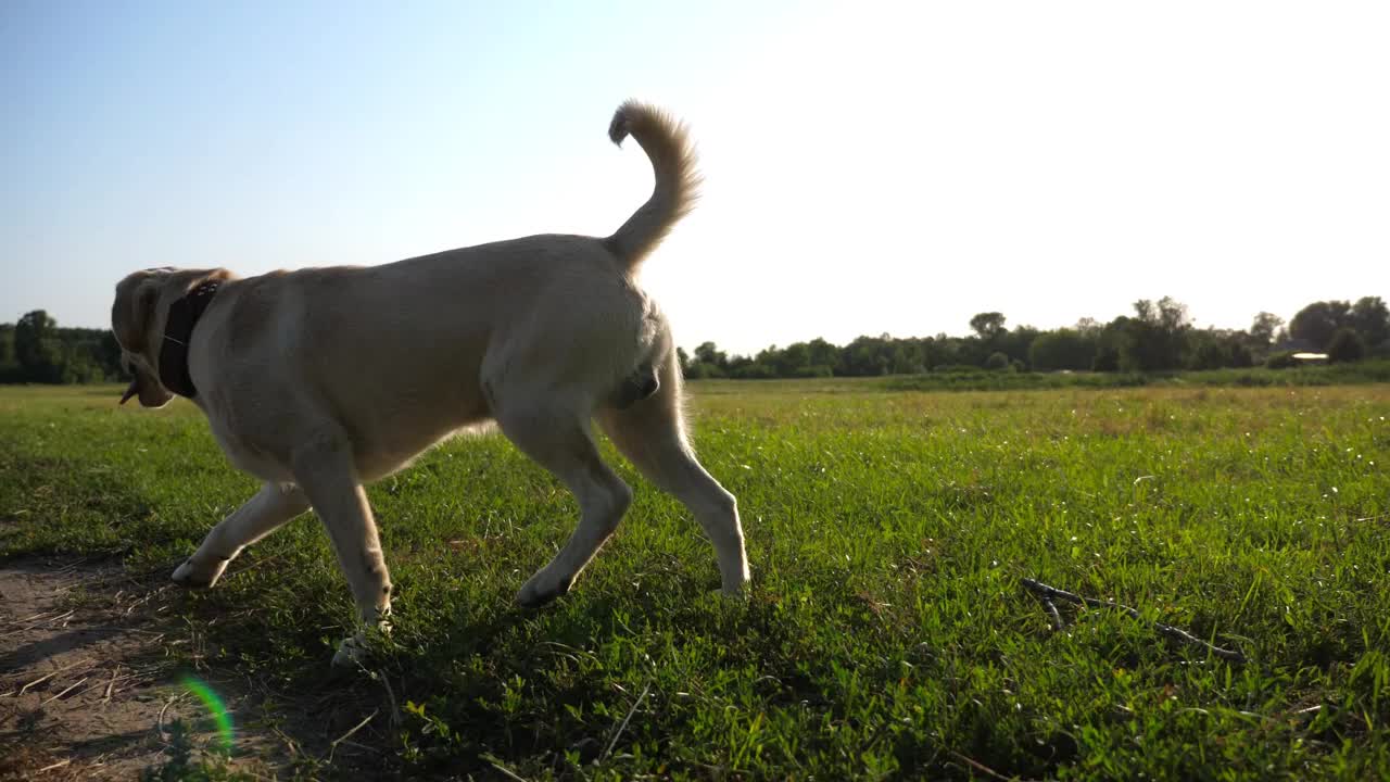 快乐的金毛猎犬在阳光明媚的日子里奔跑在草地上。可爱友好的拉布拉多犬品种慢跑在绿色的田野。美丽的夏季景观为背景。特写慢镜头视频素材