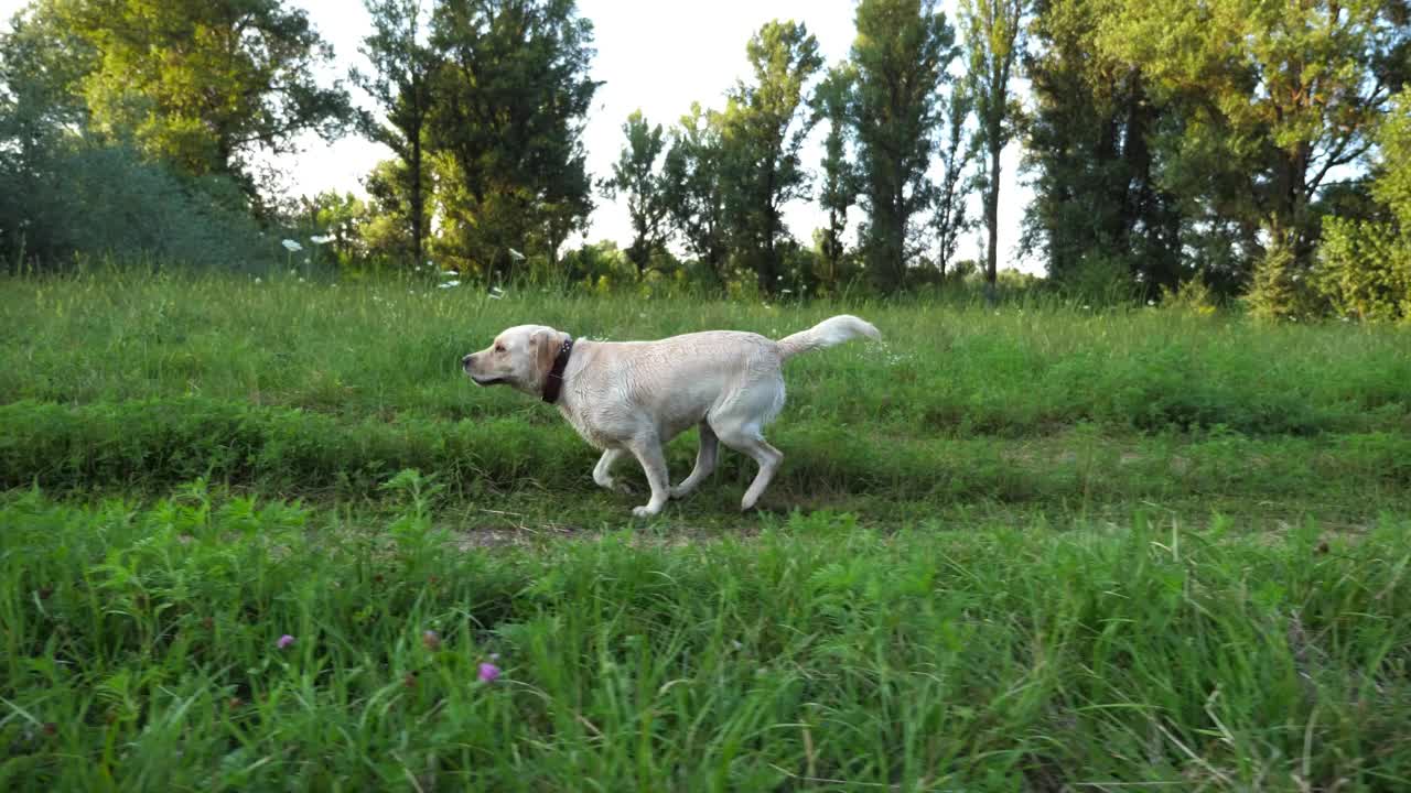 快乐的拉布拉多犬在日落时分沿着草地上的小路奔跑。可爱的金毛猎犬在绿色的田野上慢跑。美丽的夏季景观为背景。特写慢镜头视频素材