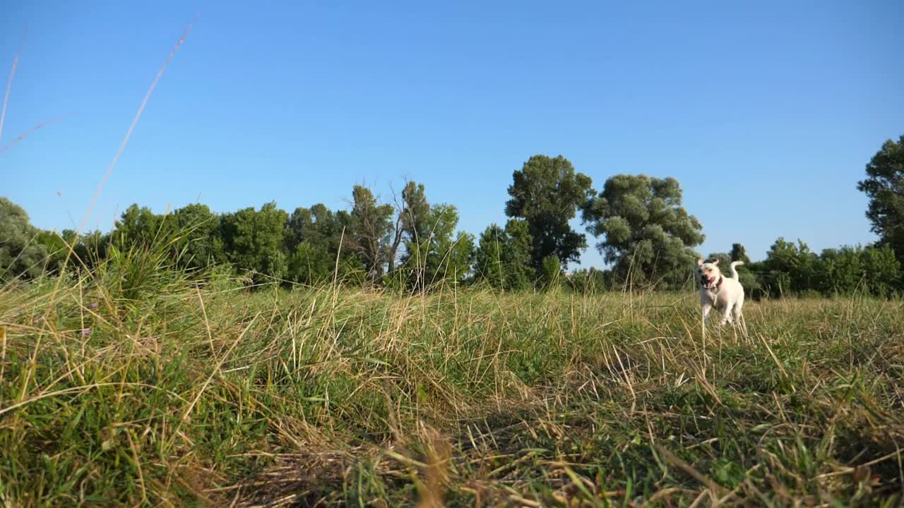 可爱友好的金毛猎犬在阳光明媚的日子跑在草地上。快乐的拉布拉多犬在绿色的田野上慢跑。美丽的夏季景观为背景。特写慢镜头视频素材