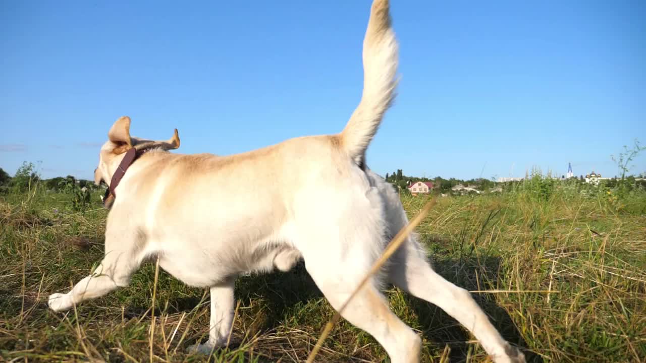 可爱友好的金毛猎犬在阳光明媚的日子跑在草地上。快乐的拉布拉多犬在绿色的田野上慢跑。美丽的夏季景观为背景。特写慢镜头视频素材