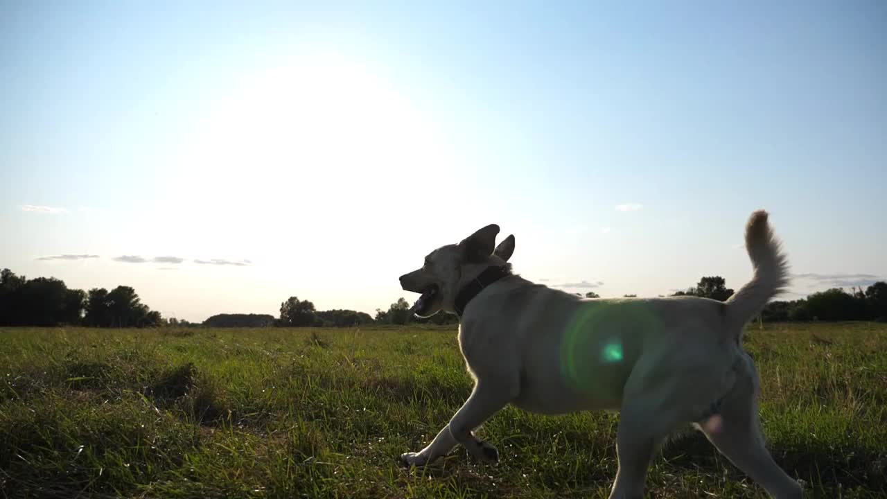 可爱友好的金毛猎犬在阳光明媚的日子跑在草地上。快乐的拉布拉多犬在绿色的田野上慢跑。美丽的夏季景观为背景。特写慢镜头视频素材