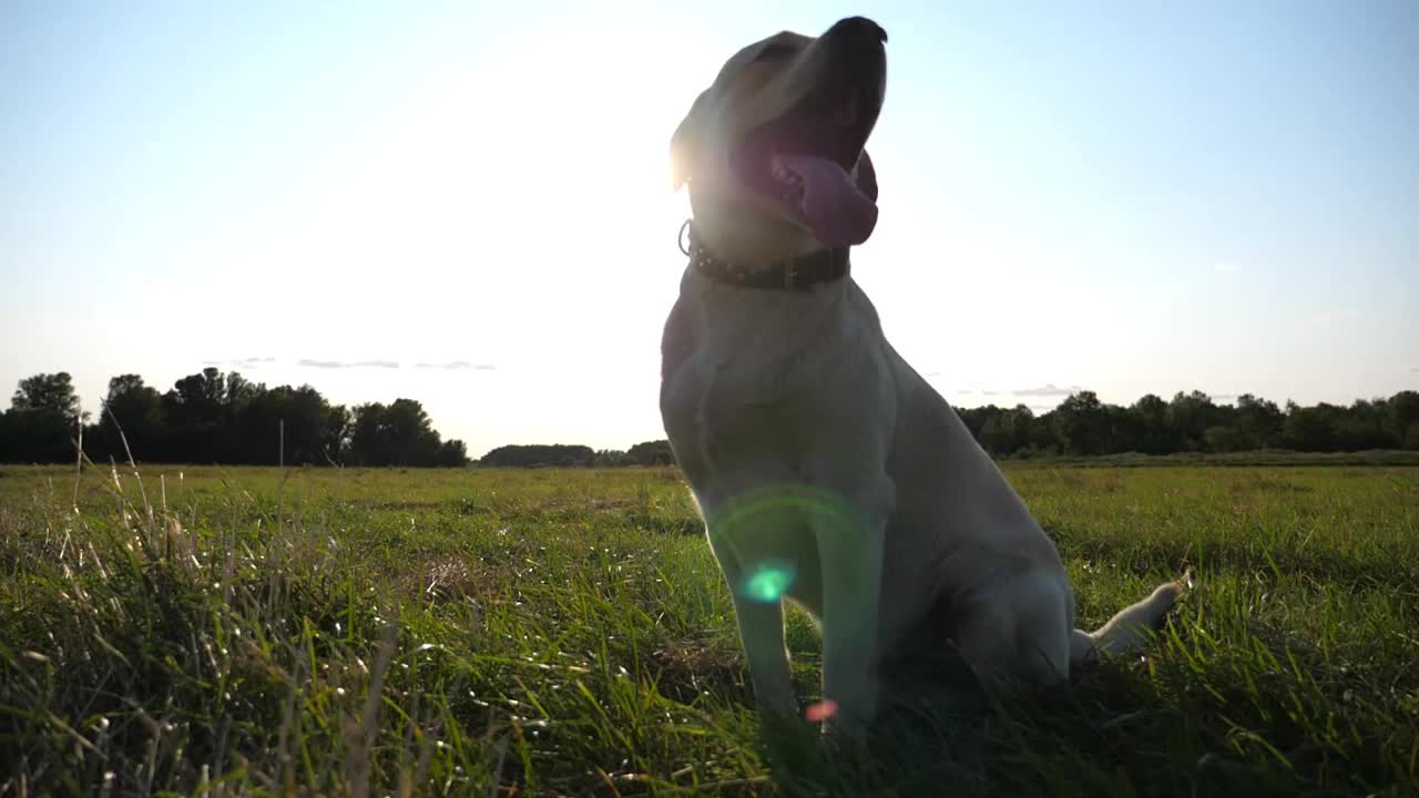 温顺的拉布拉多犬在日落时坐在绿色的田野上。搞笑的金毛猎犬在草地上伸出舌头呼吸。美丽的夏季景观为背景。特写慢镜头视频素材