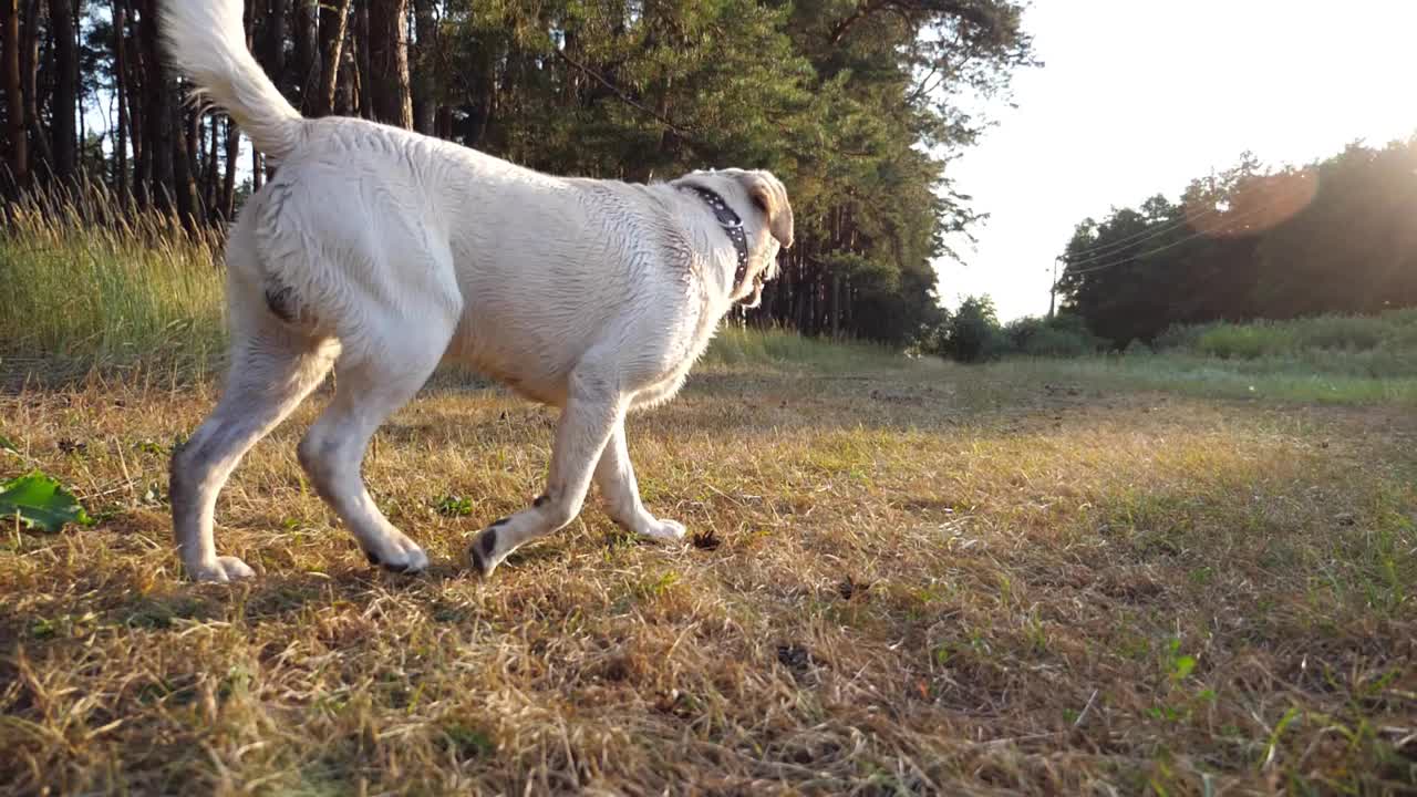 快乐的拉布拉多犬在阳光明媚的日子里沿着草地上的小路奔跑。可爱友好的金毛猎犬在绿色的田野上慢跑。美丽的夏季景观为背景。特写慢镜头视频素材