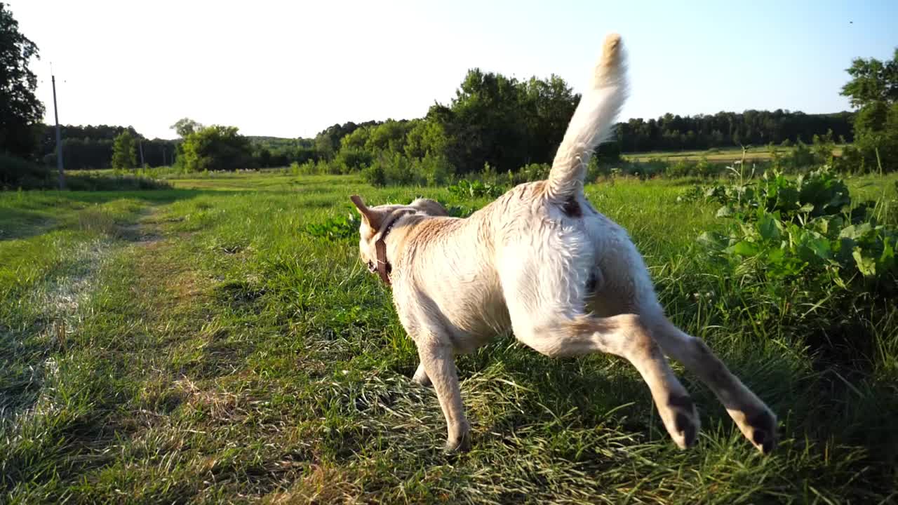 快乐的拉布拉多犬在阳光明媚的日子里沿着草地上的小路奔跑。可爱友好的金毛猎犬在绿色的田野上慢跑。美丽的夏季景观为背景。特写慢镜头视频素材