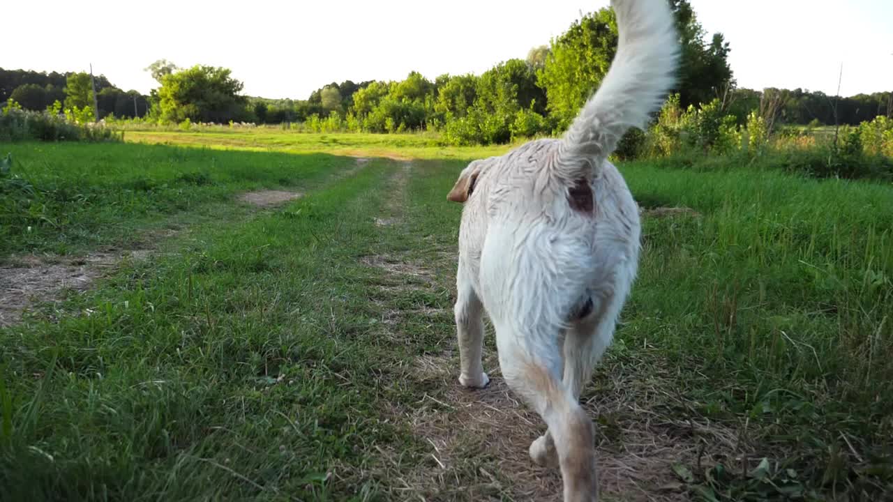 快乐的拉布拉多犬在阳光明媚的日子里沿着草地上的小路奔跑。可爱友好的金毛猎犬在绿色的田野上慢跑。美丽的夏季景观为背景。特写慢镜头视频素材