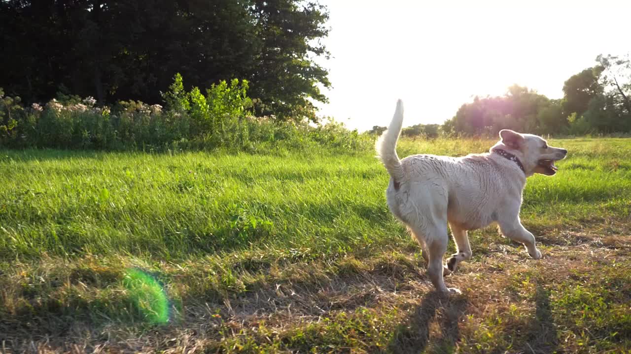 无忧无虑的金毛猎犬在夕阳下的草地上慢跑。快乐的拉布拉多犬在夏日的绿色田野上奔跑。背景是美丽的风景。特写慢镜头视频素材