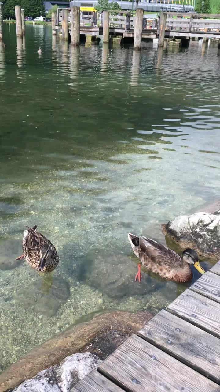 鸭子在Königssee湖游泳视频下载