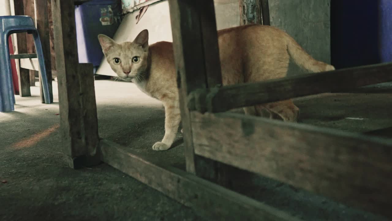 流浪猫走着，望着别处视频素材