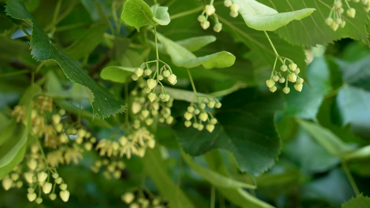 天竺葵枝叶茂盛，花蕾呈椴树状，夏日郁郁葱葱。野生自然的生物多样性。治疗茶成分视频素材