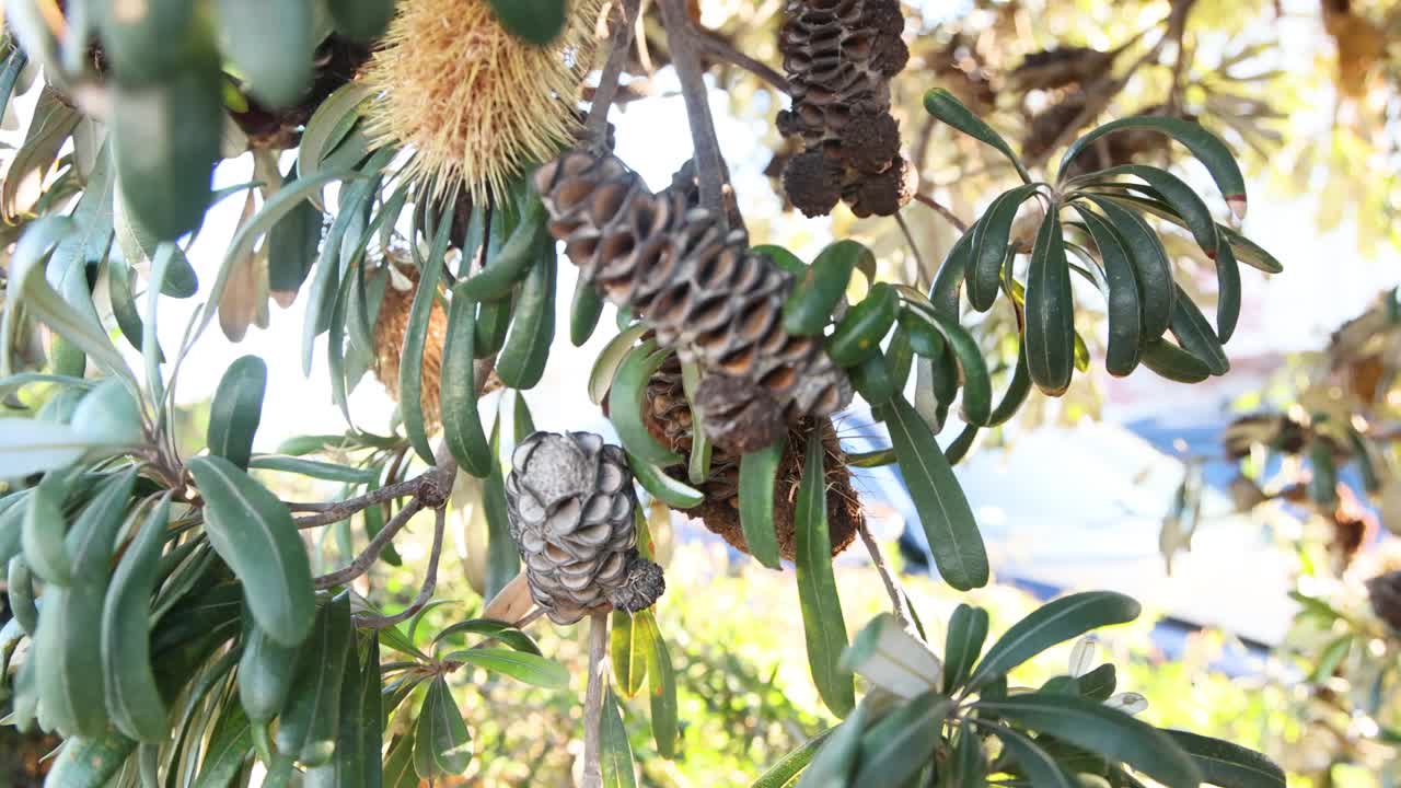 墨尔本的Banksia integrfolia Cone视频素材