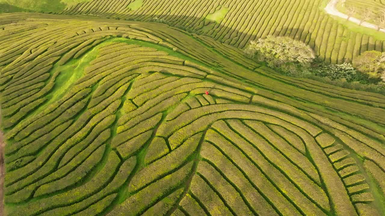 阳光明媚的一天参观绿茶田，无人机在五颜六色的种植园上旋转视频素材