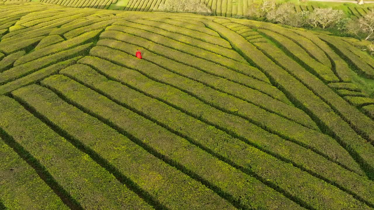 一个人走过绿茶农业的几何田地，无人机视频素材