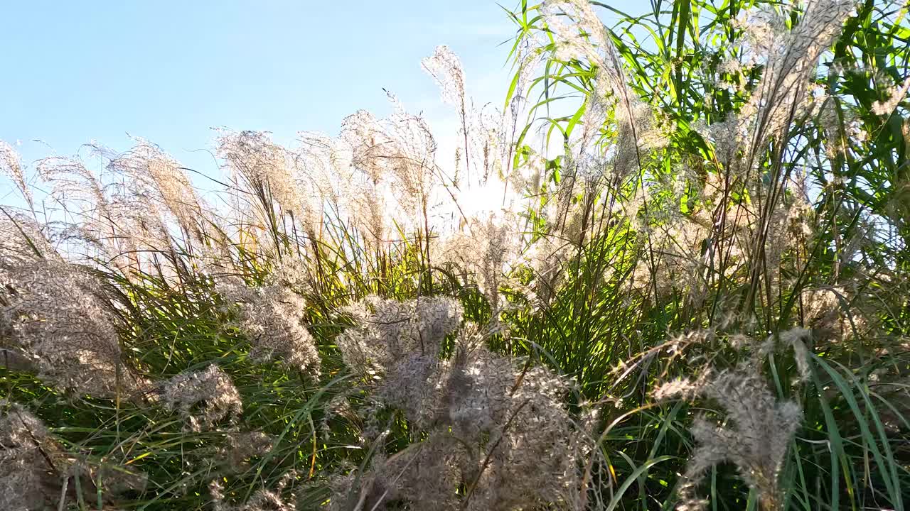 潘帕斯草原在阳光下摇曳视频素材