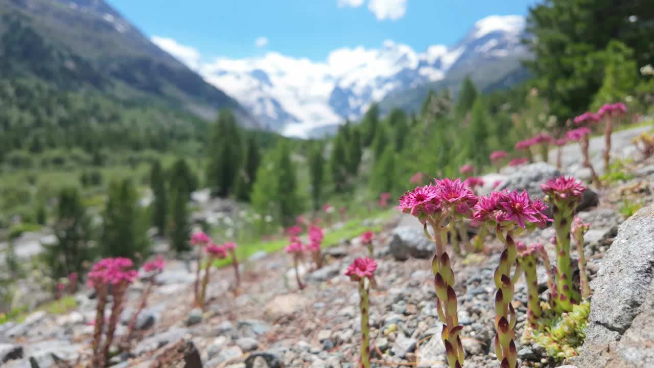 高山上的花视频下载