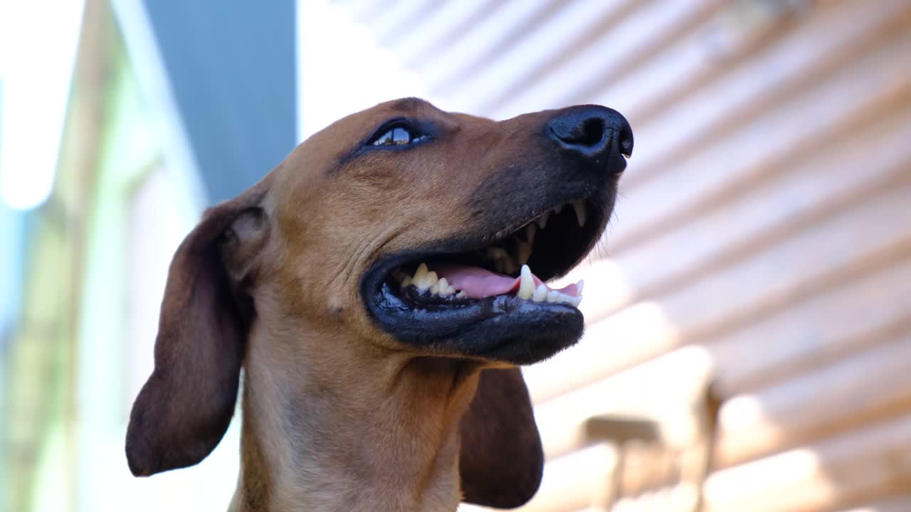 一只有趣的腊肠犬的特写肖像视频素材