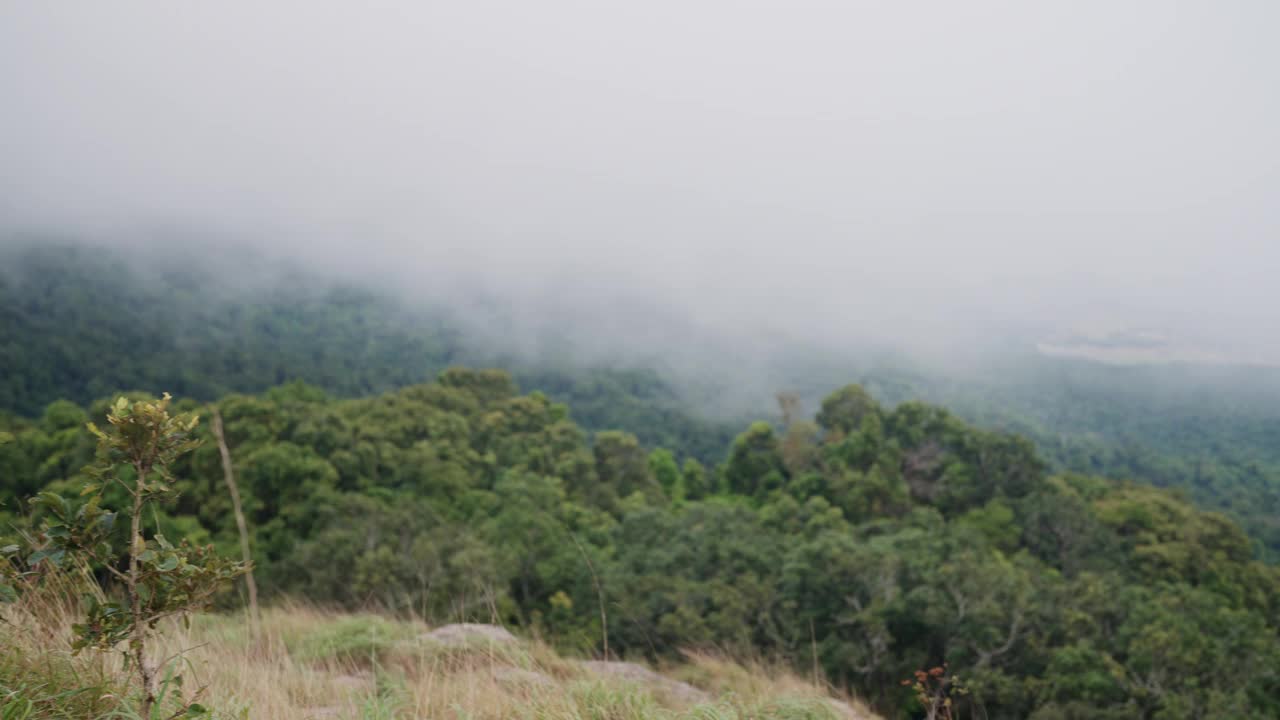 有雾的山顶，前景有树视频素材