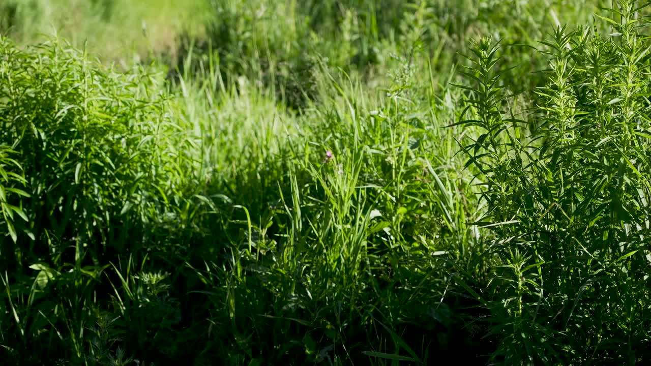 慢慢地平移镜头，一些植物和一条乡村河流被风吹动，背景是一条乡村棕色河流，有些是4K播放的。拍摄于欧洲的爱沙尼亚，白天，阳光明媚视频素材