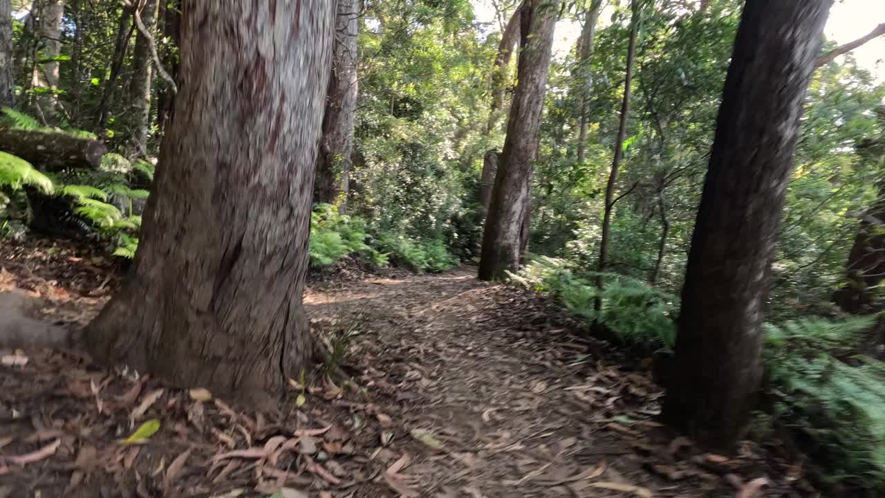 斯普林布鲁克的森林小径视频素材